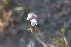 Nemesia barbata