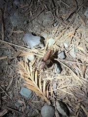 Pristoceuthophilus pacificus