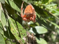 Araneus gemma