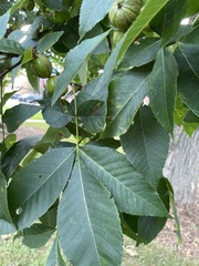 Carya cordiformis