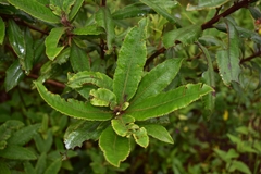 Comarostaphylis discolor