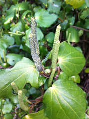 Piper excelsum excelsum