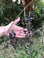 Vitis vulpina