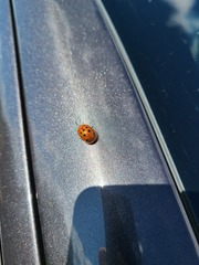 Chelymorpha phytophagica