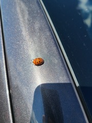 Chelymorpha phytophagica