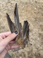 Hirundo rustica erythrogaster
