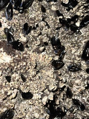 Pollicipes polymerus