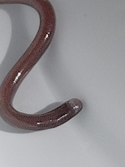 Serpentes