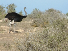 Struthio camelus australis