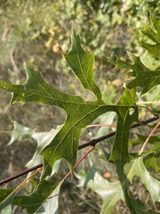 Quercus ellipsoidalis
