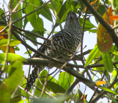 Thamnophilus doliatus