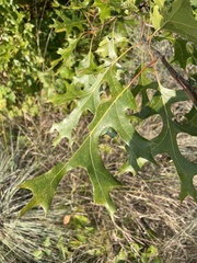 Quercus ellipsoidalis