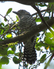 Thamnophilus doliatus