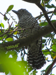 Thamnophilus doliatus