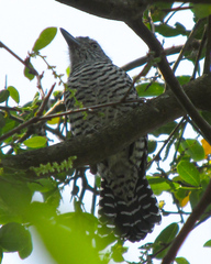 Thamnophilus doliatus