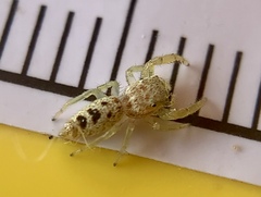 Hentzia