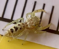 Hentzia