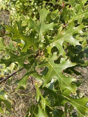 Quercus ellipsoidalis