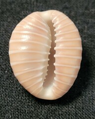 Pusula solandri