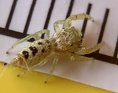 Hentzia