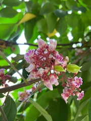 Averrhoa carambola