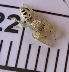 Hentzia