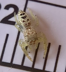 Hentzia