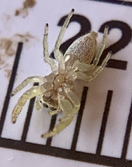 Hentzia