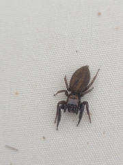 Trite auricoma