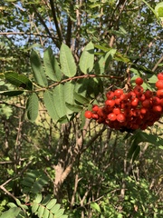 Sorbus americana