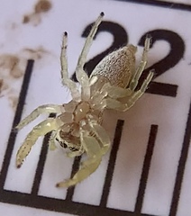 Hentzia