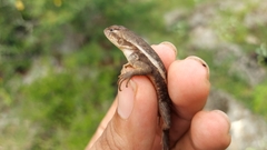 Sceloporus chrysostictus