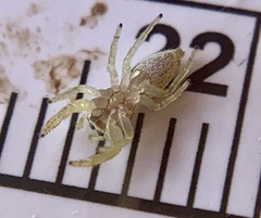 Hentzia