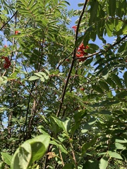 Sorbus americana