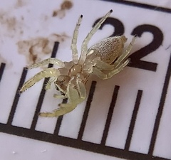 Hentzia