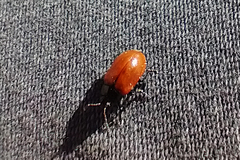 Plagiodera erythroptera