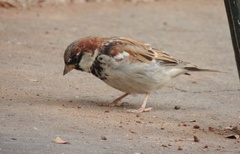 Passer domesticus