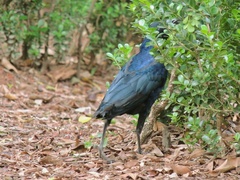 Quiscalus mexicanus