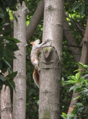 Sciurus aureogaster
