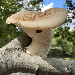 Bresadolia craterella