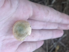 Lactarius deterrimus