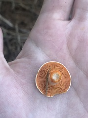 Lactarius deterrimus