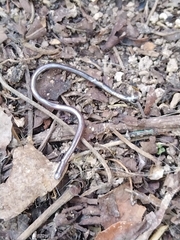 Serpentes