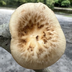 Bresadolia craterella