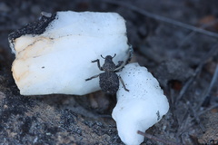 Brachycerus