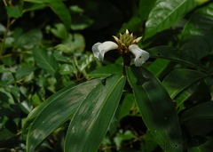 Hellenia speciosa