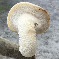 Bresadolia craterella