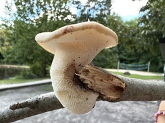 Bresadolia craterella