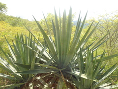 Agave vivipara