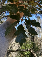 Quercus × eplingii